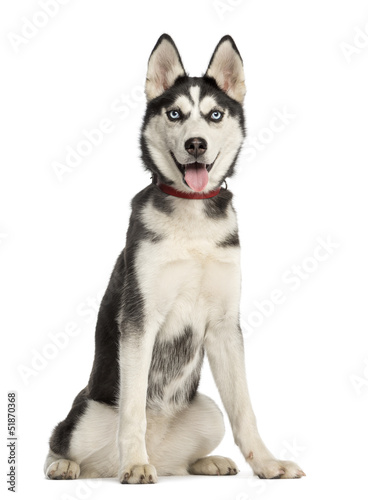 Siberian Husky puppy  6 months old  sitting and panting
