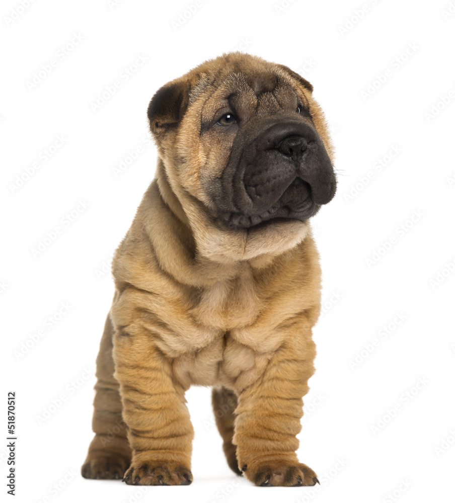 Shar Pei puppy, 2 months old, standing, isolated on white