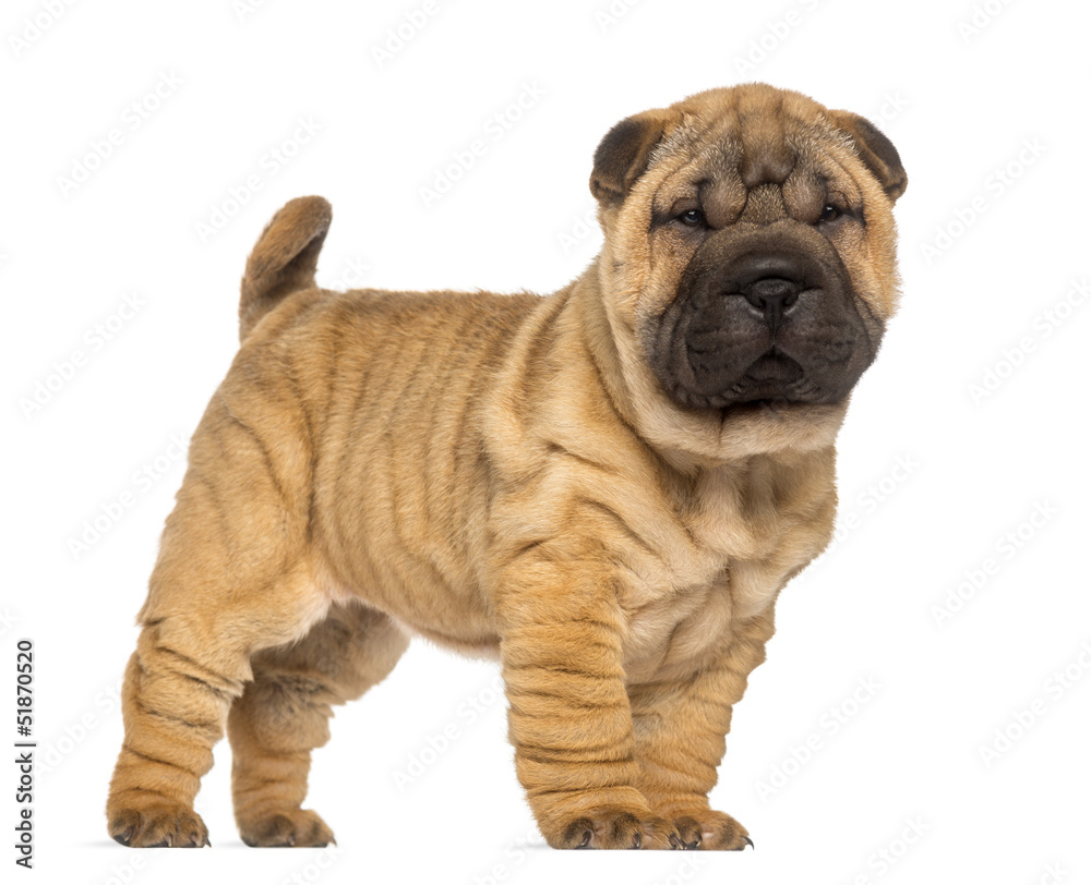 Shar Pei puppy, 2 months old, standing and facing