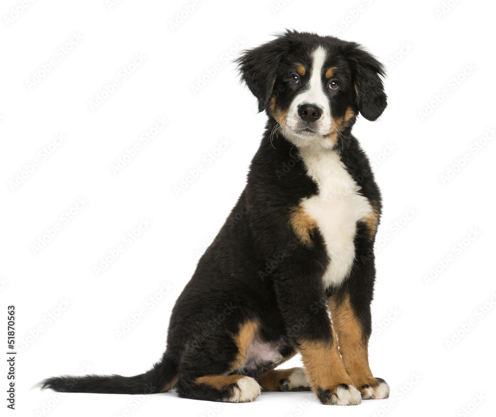 Young Bernese Mountain dog, 3,5 months old, isolated on white