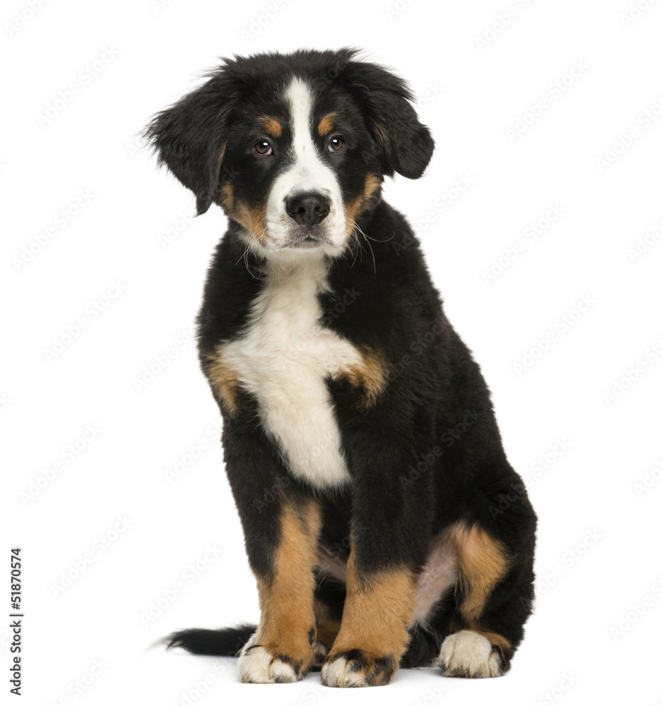 Young Bernese Mountain dog, 3,5 months old, isolated on white