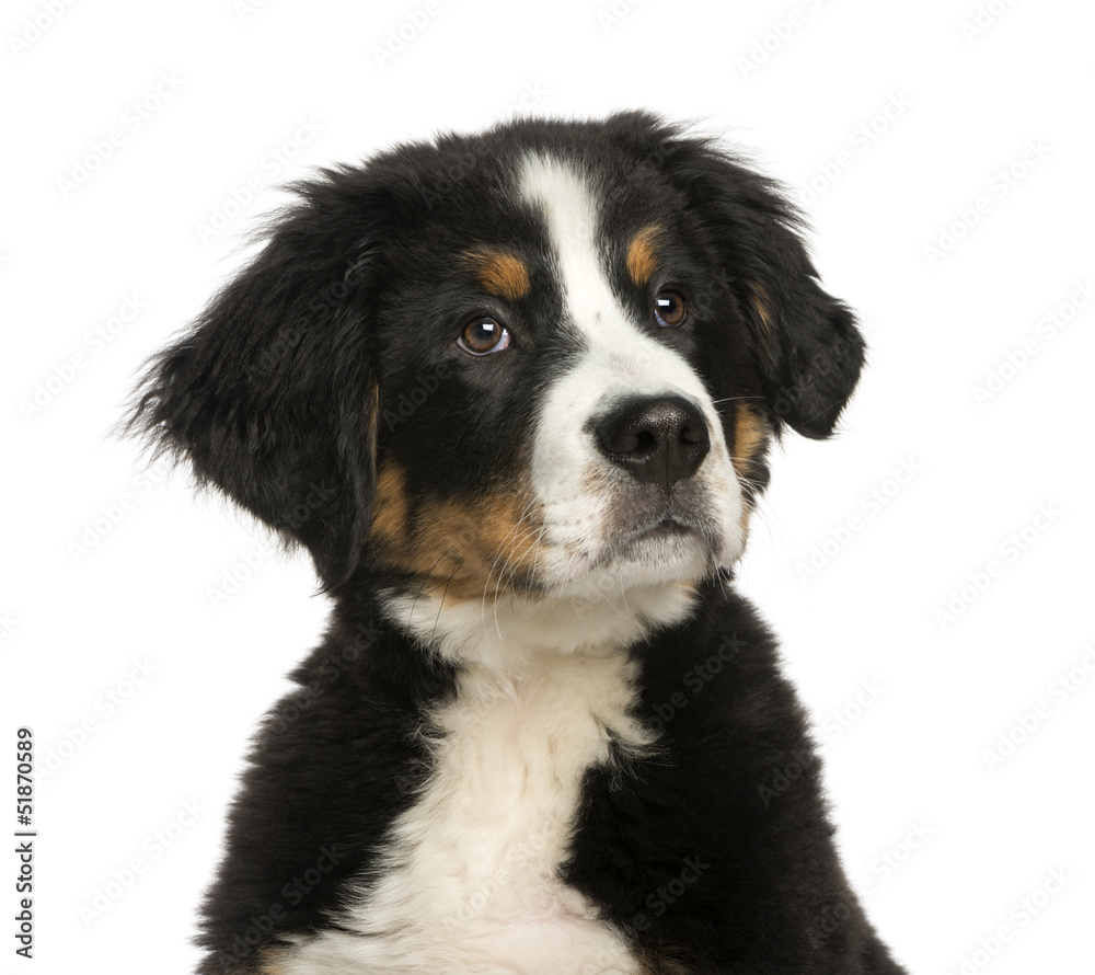Macro of a Young Bernese Mountain dog, 3,5 months old, isolated
