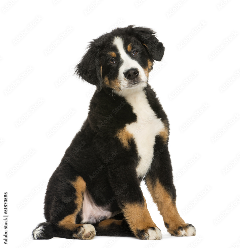 Young Bernese Mountain dog, 3,5 months old, isolated on white Young Bernese Mountain dog, 3,5 months old, isolated on white