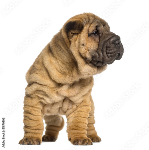 Shar Pei puppy  2 months old  standing  isolated on white