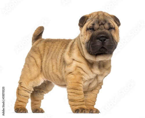 Fototapeta Naklejka Na Ścianę i Meble -  Shar Pei puppy, 2 months old, standing and facing