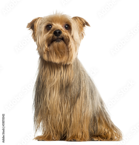Yorkshire Terrier, 5 years old, sitting, isolated on white