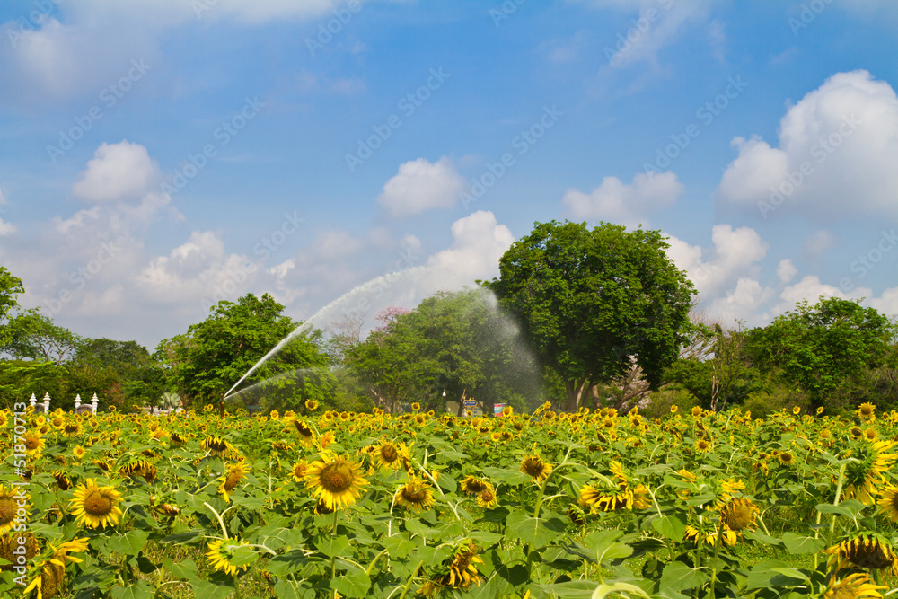 Obraz premium Sprinkler is watering sunflower farm