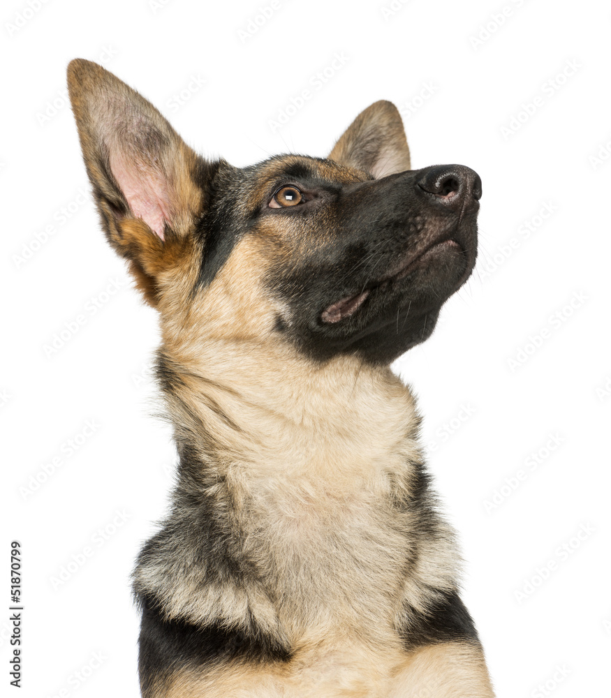 Close-up of a young German shepherd, looking up, 6 months old