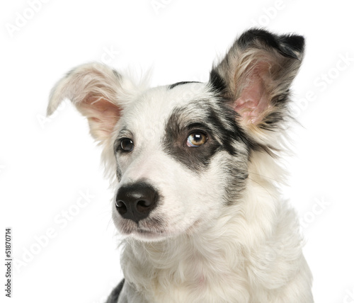 Close-up of a Border Collie with wall-eyes, 5 months old