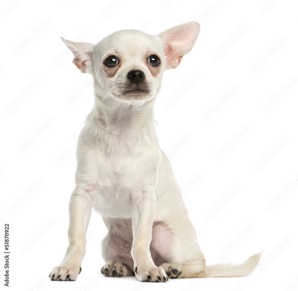 Chihuahua puppy, 3 months old, sitting, isolated on white