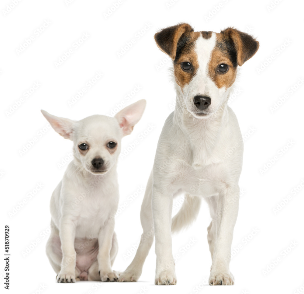 Chihuahua puppy and Jack Russell Terrier, next to each other