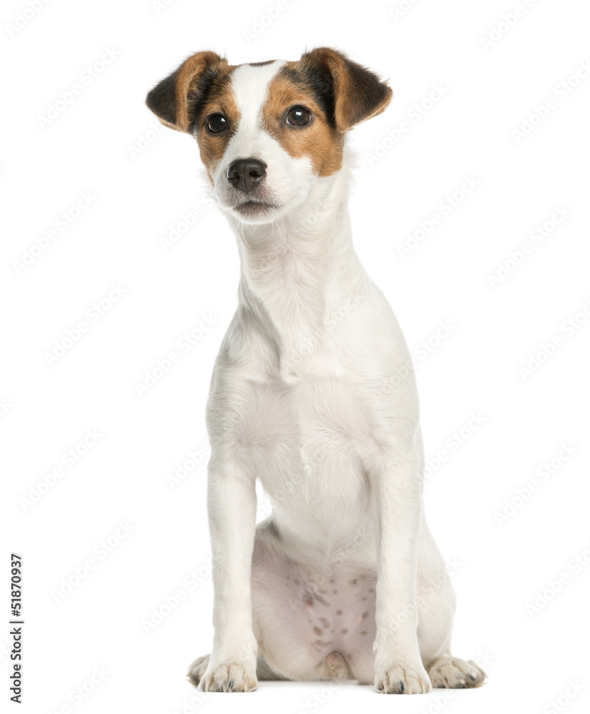 Jack Russell Terrier, 5 months old, sitting, isolated on white Jack Russell Terrier, 5 months old, sitting, isolated on white