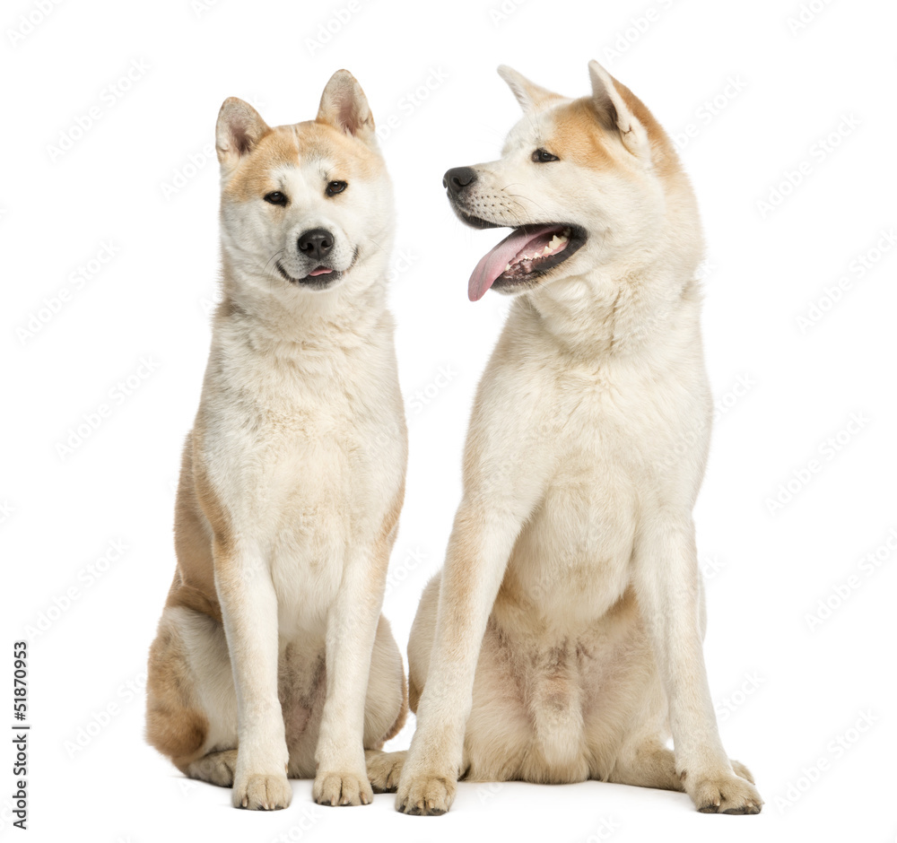 Two Akita Inus sitting ans interacting, 2 years old, isolated