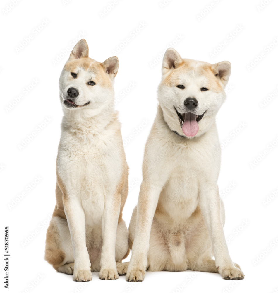 Two Akita Inu sitting, 2 years old, isolated on white