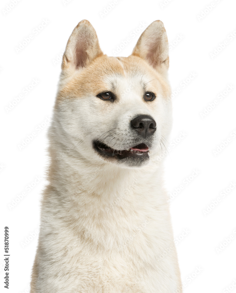 Close-up of an Akita Inu looking away, 2 years old