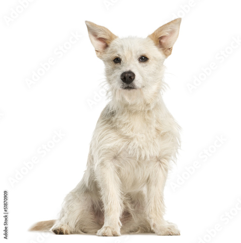 Mixed-breed dog, 7 months old, sitting, isolated on white