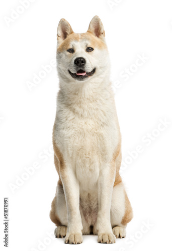 Akita Inu sitting and looking away, 2 years old, isolated