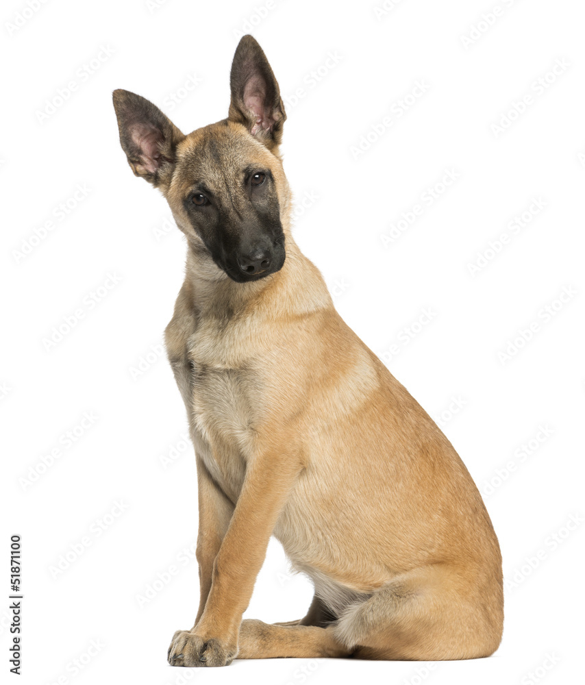 Belgian Shepherd sitting and facing, 5 months old Belgian Shepherd sitting and facing, 5 months old
