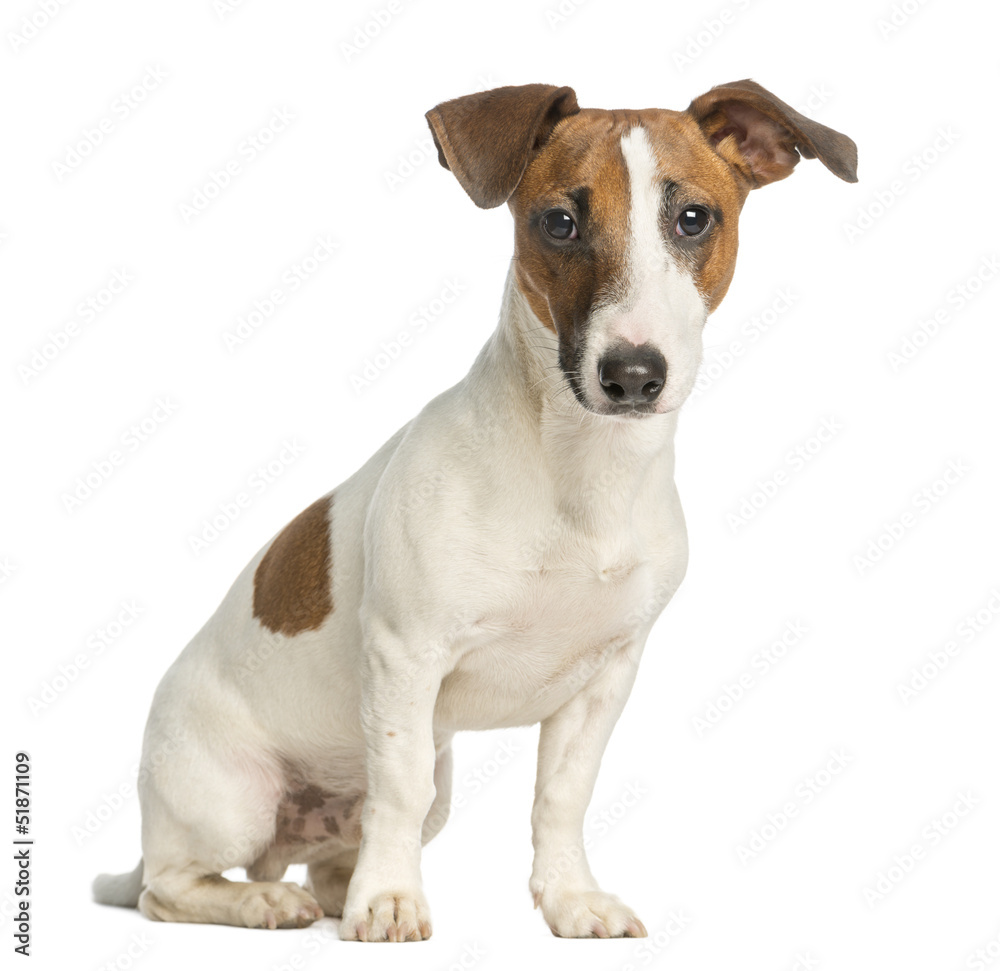 Jack Russell Terrier, sitting and looking at the camera