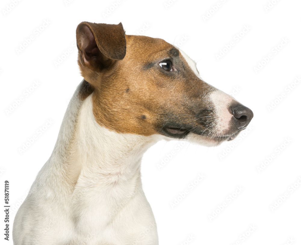 Close-up of a Jack Russell Terrier, isolated on white