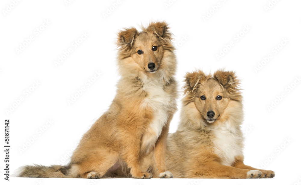 Two Border Collie, sitting and lying next to each other Two Border Collie, sitting and lying next to each other