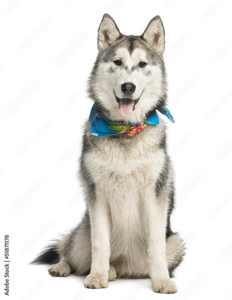 Alaskan Malamut wearing a blue scarf, sitting and panting, isola