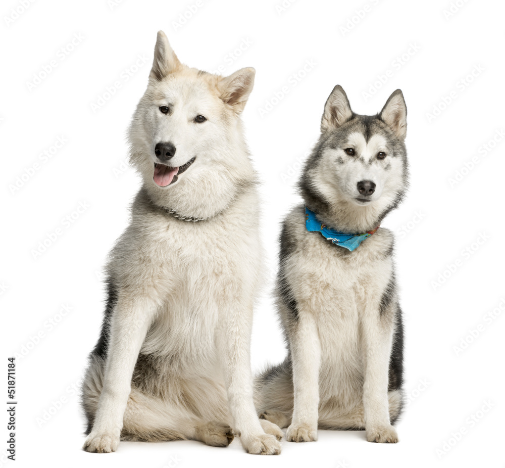 Two Alaskan Malamut, sitting and panting, isolated on white