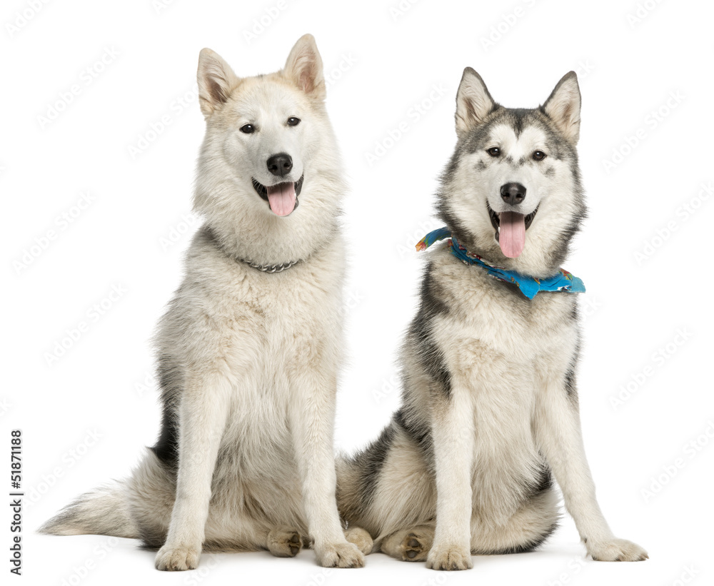 Two Alaskan Malamut, sitting and panting, isolated on white