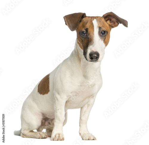 Jack Russell Terrier, sitting and looking at the camera © Eric Isselée