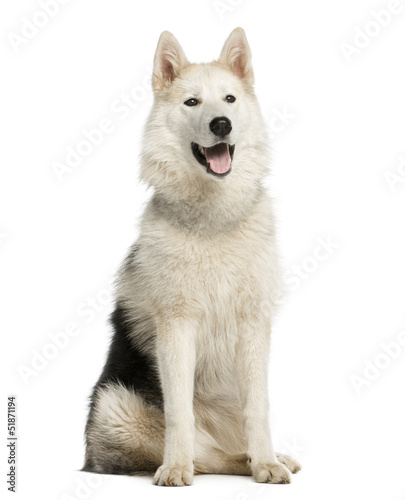 Alaskan Malamut sitting and panting, isolated on white