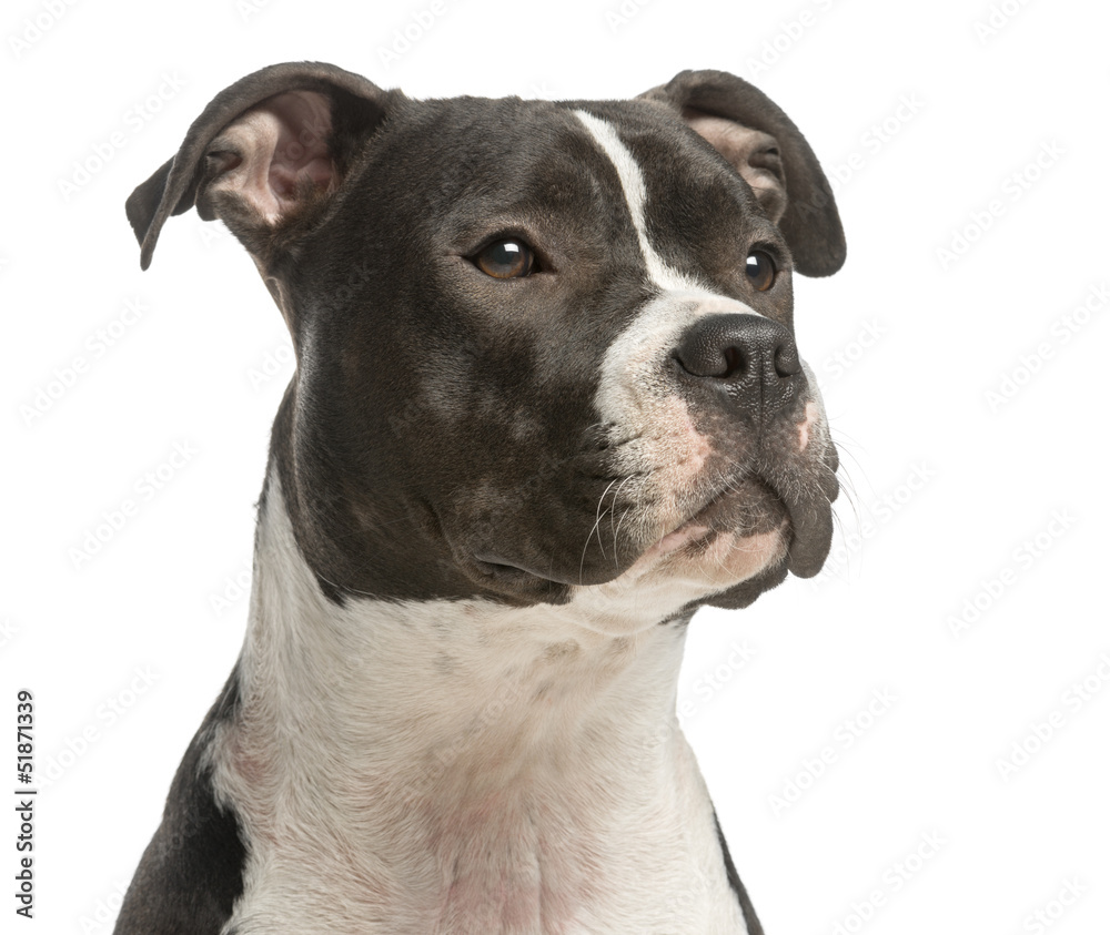 Close-up of an Amercian Staff looking away, 1 year old, isolated