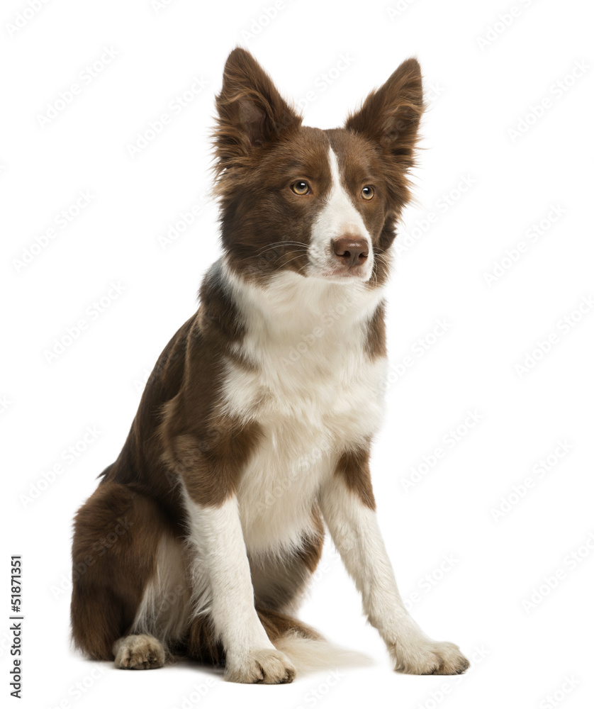Fototapeta premium Border Collie sitting, 7 months old, isolated on white