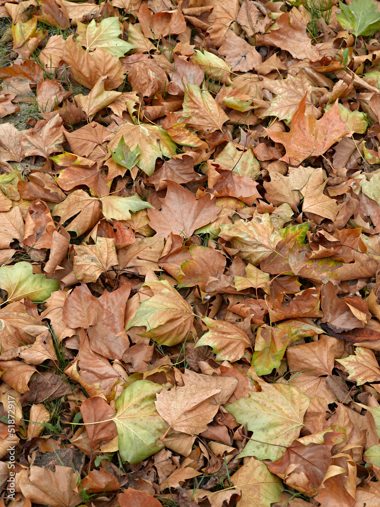 Dead leaves shot ideal for backgrounds and textures