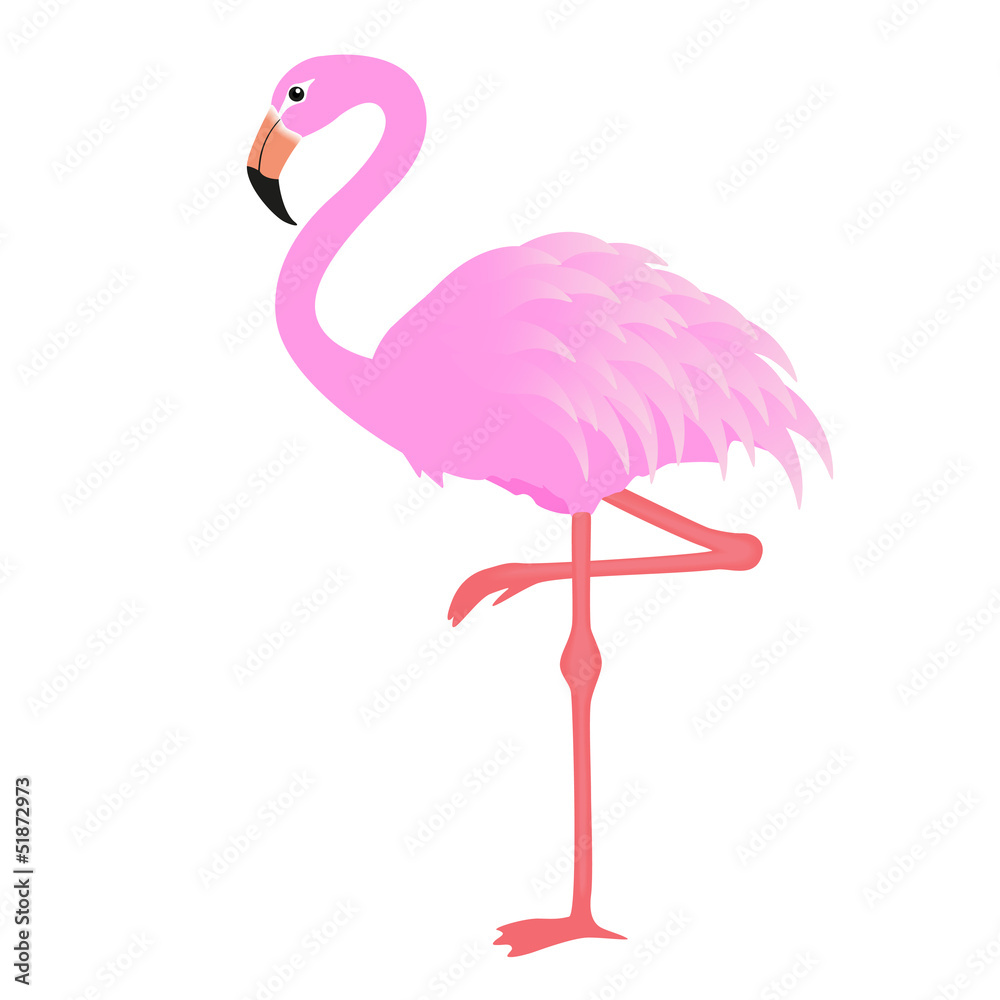 Fototapeta premium Flamingo vector