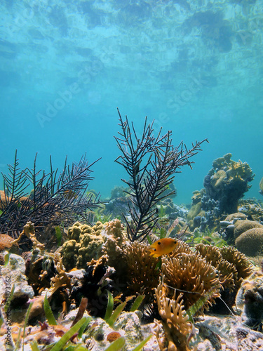 Seabed with corals and reflection under water surface of the Caribbean sea, Mayan Riviera, Mexico