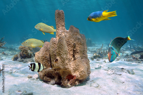 Branching tube sponge, Aiolochroia crassa, with colorful tropical fish around, Caribbean sea photo