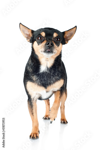 chihuahua dog standing with a paw raised up