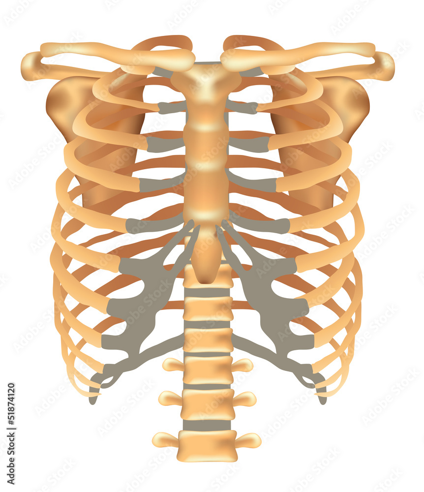 Thorax ribs, sternum, clavicle, scapula, vertebral column Stock Vector