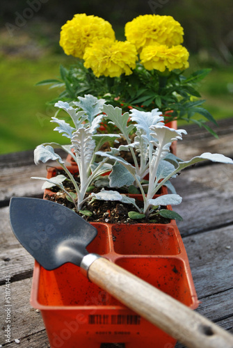 Spring Planting Marigolds and Dusty Millers