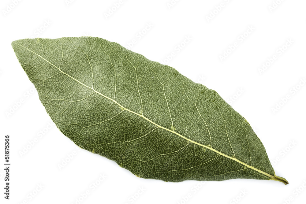 laurel laurel