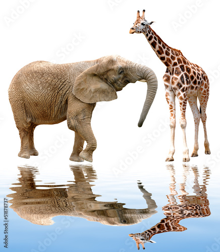 giraffe with elephant isolated on white