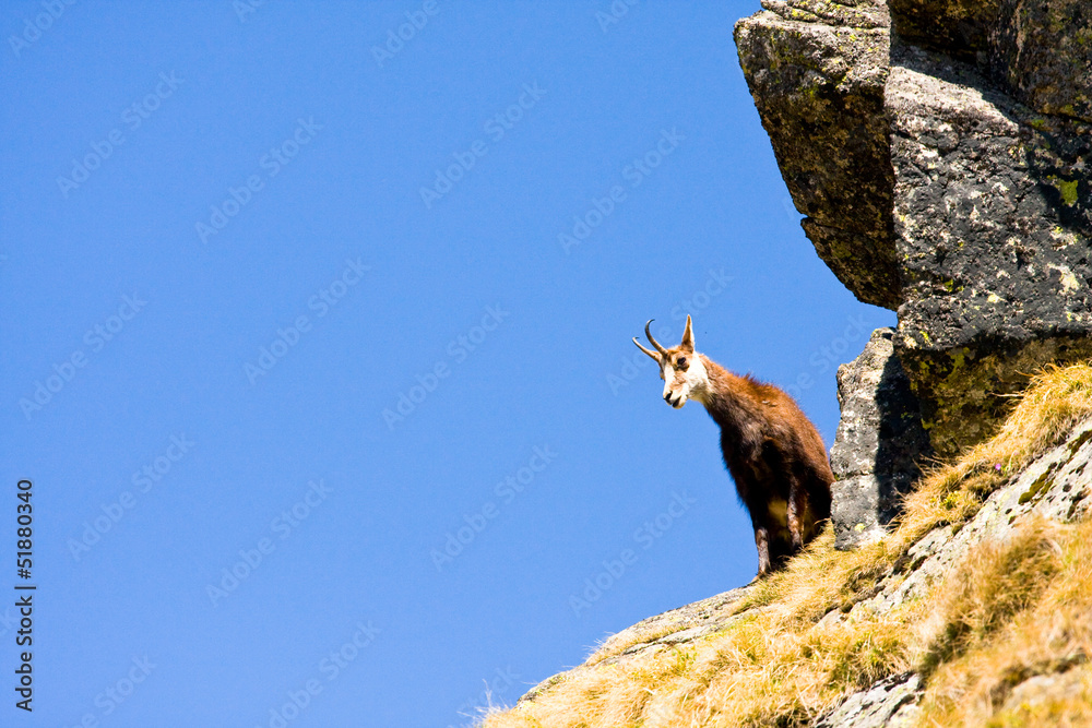 Chamois (Rupicapra Carpatica) in mountain High Tatras, Poland Chamois (Rupicapra Carpatica) in mountain High Tatras, Poland