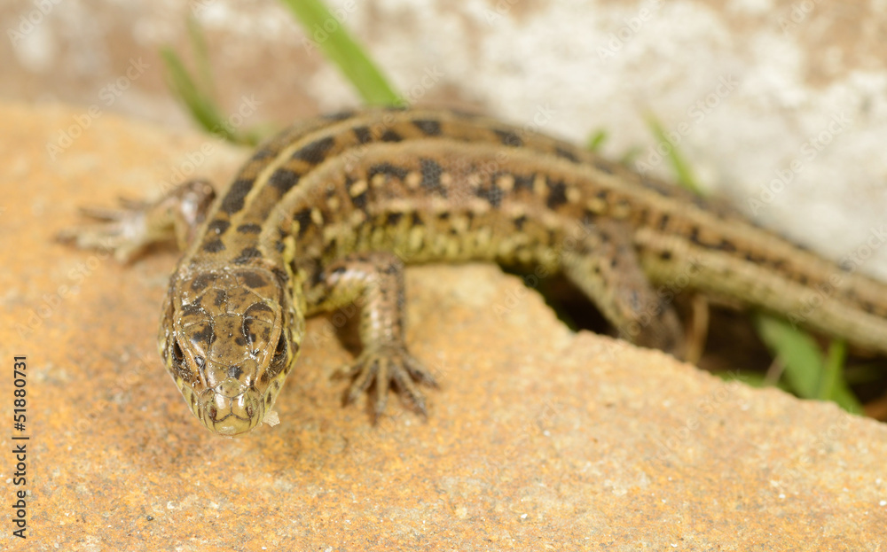 Fototapeta premium Lizard