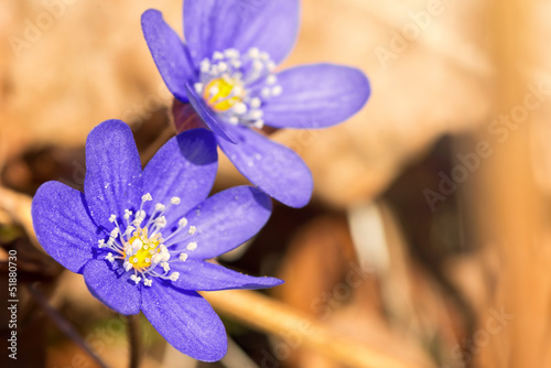 Blue Hepatica nobilis in sp...