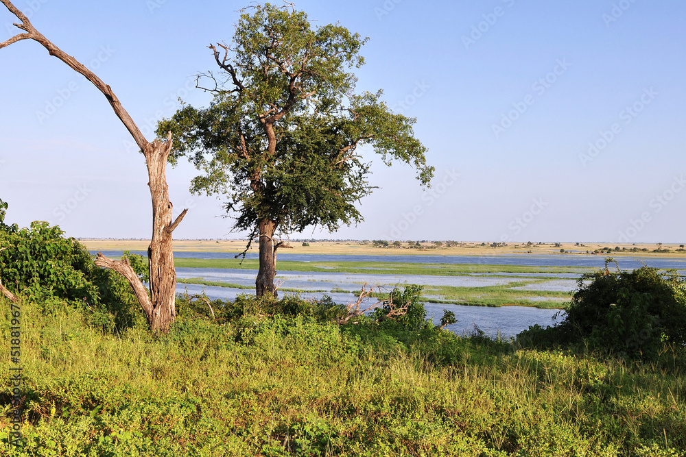african landcape near Chobe river in Botswana