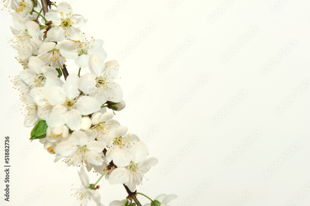 blossoms fruit trees. Flowers on a white background