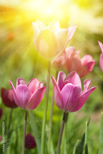 tulips against the sun's rays