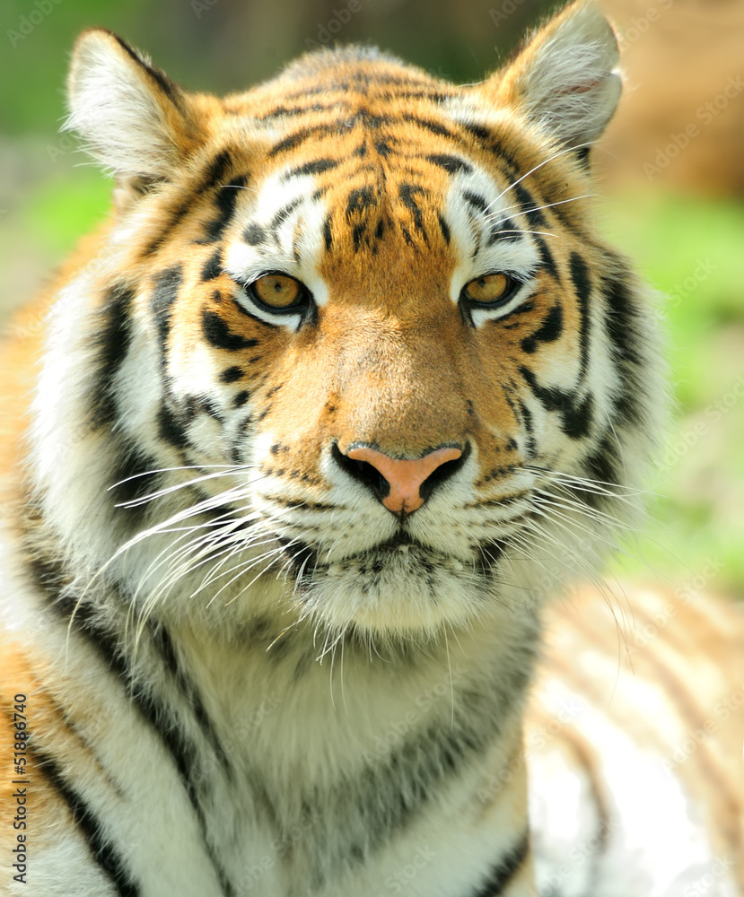 Fototapeta premium Tiger