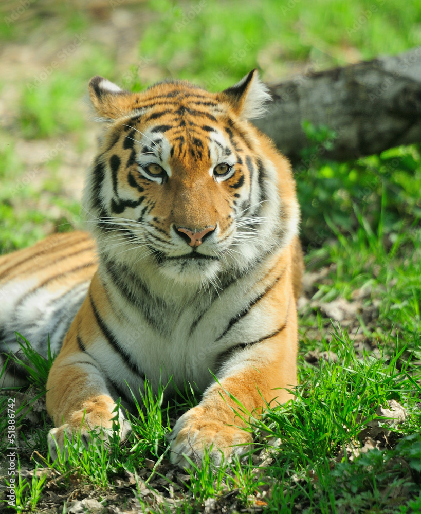 Tiger Tiger