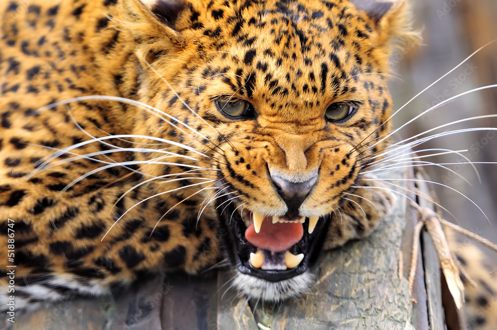 Obraz premium Leopard